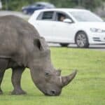 Help support the rhinos at WMSP