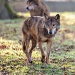 'Native' wolves return to Longleat