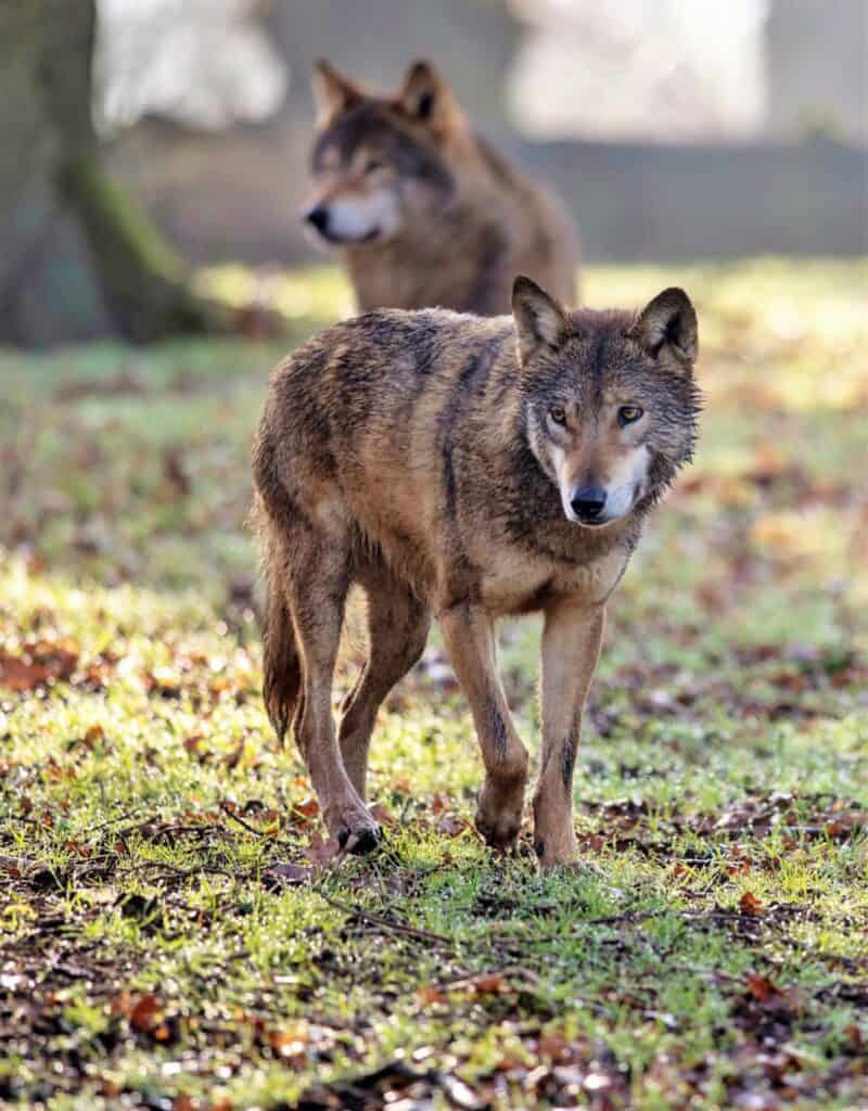 'Native' wolves return to Longleat | Group Travel World