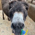 Meet the world's oldest donkey!