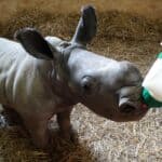 Cotswold Wildlife Park’s first hand-reared rhino calf makes her debut