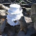 Drayton Manor Zoo’s animals demolish a Royal Wedding cake!