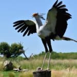Enjoy a flying visit to the Hawk Conservancy Trust