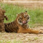 Twycross Zoo set to be roar-some this February half-term