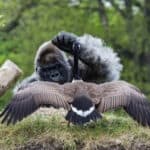 NICO THE GORILLA GETS GOOSE BUMPED