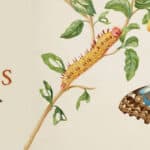 Maria Merian's Butterflies