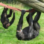 Go ape this weekend!