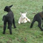 The Tatton Farm Staff are counting sheep!