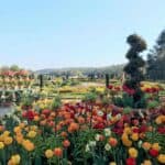 Trentham’s Spring Bulb Festival set to be a sweet-smelling success