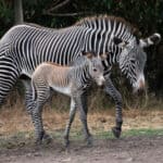 Safari park earns its stripes!
