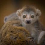 Endangered lemur is Newquay Zoo's crowning glory