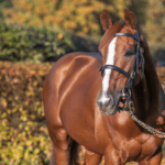 Champion stallion Stradivarius is star of National Stud Tours in 2023