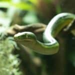 Stratford Butterfly Farm opens new ‘rainforest’ exhibition