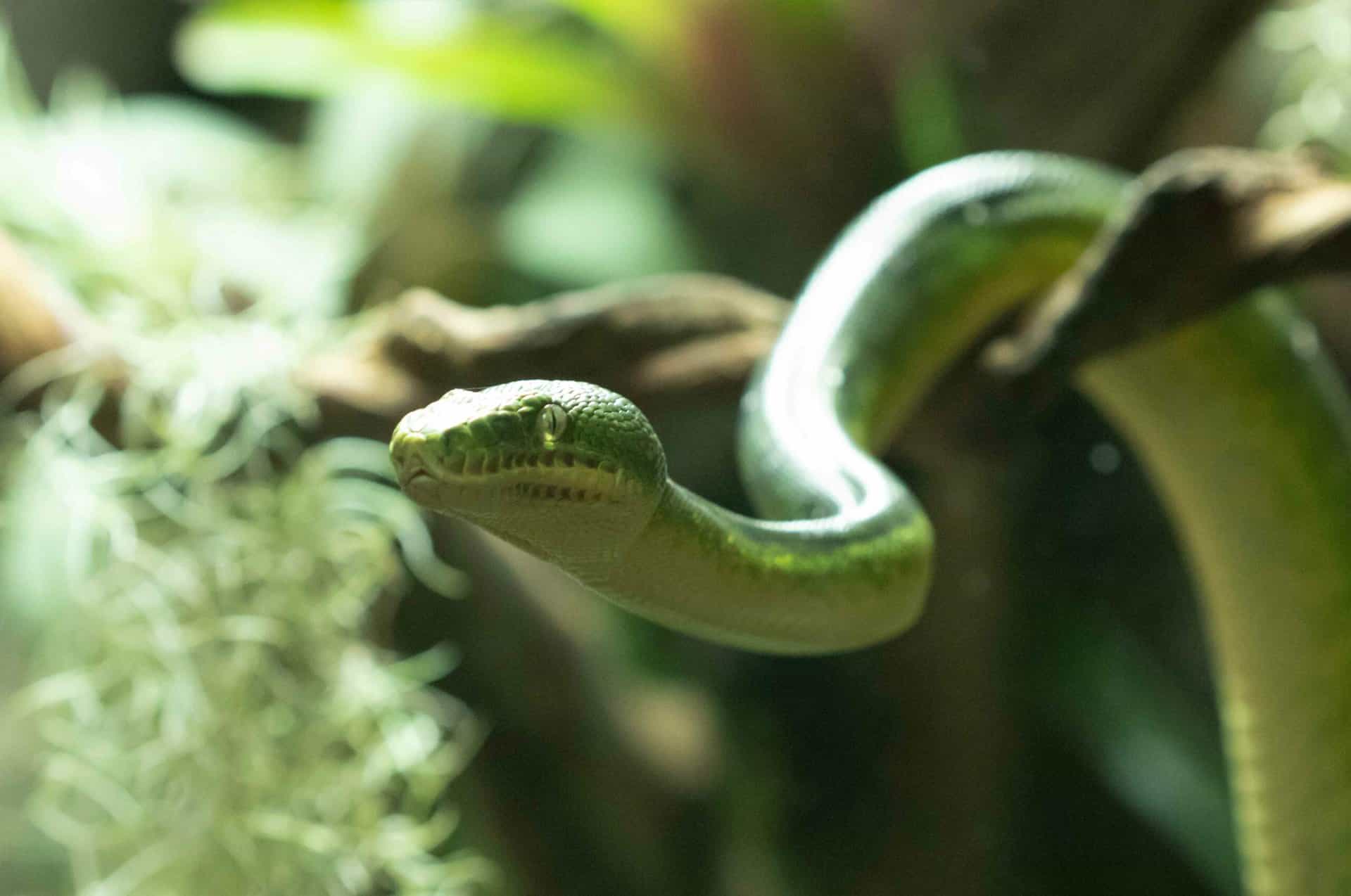 emerald tree boa lr