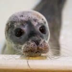 SEA LIFE Hunstanton comes to the rescue of two seal pups