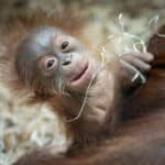 Blackpool Zoo needs a special name for a very special baby