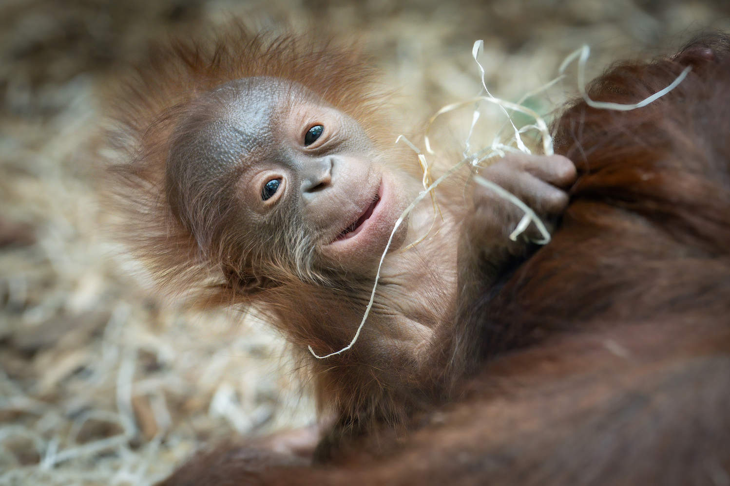 baby orangutan at blackpool zoo