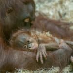 Public chooses ‘rare’ name for Blackpool Zoo’s baby orangutan