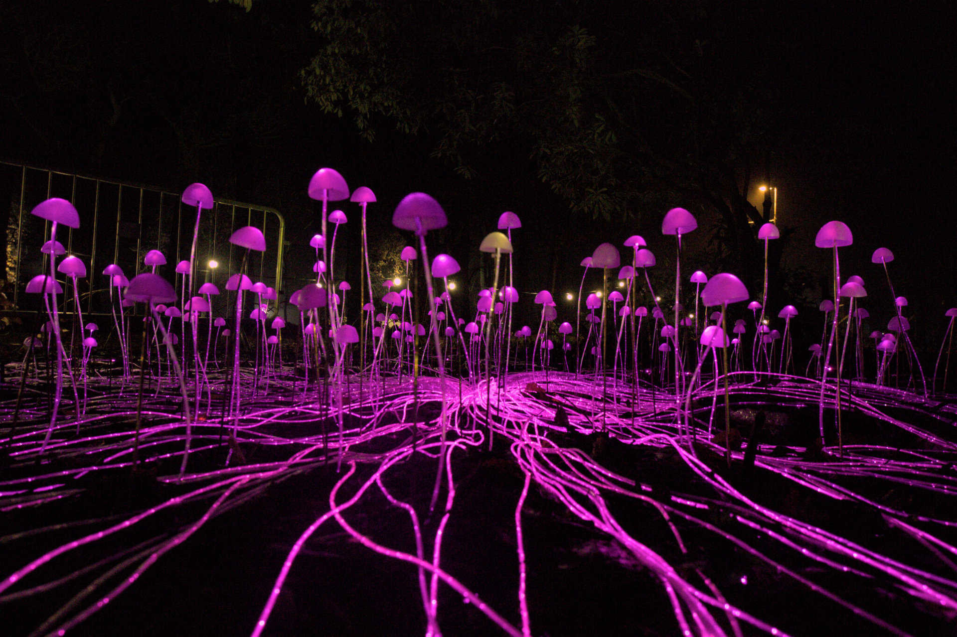 mycelium network, by custom fibre optics, christmas at wimpole