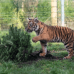 A Christmas tree-at for West Midland Safari Park's Sumatran tiger cub