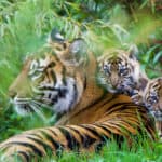 Go wild at Chester Zoo in 2024