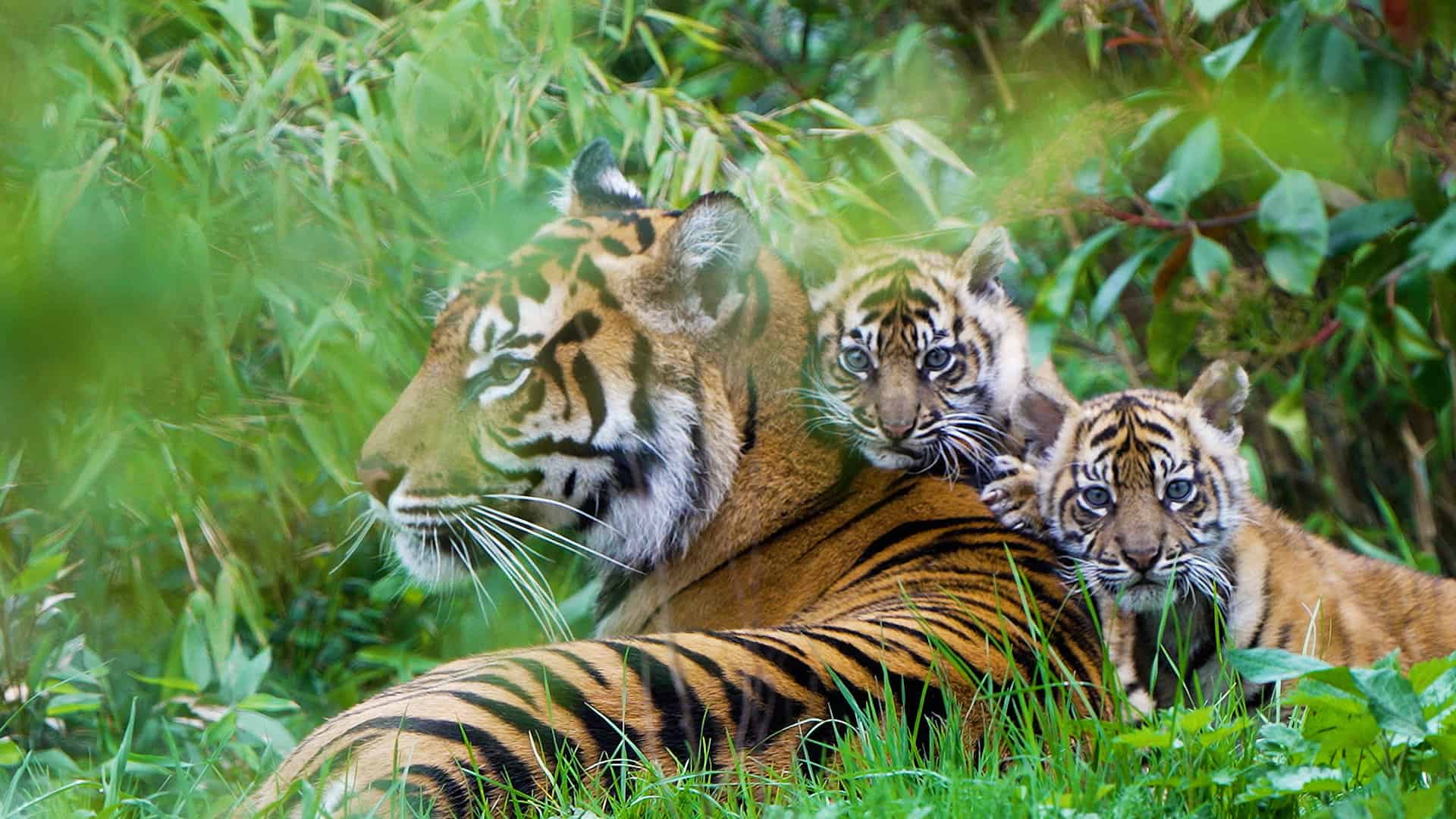 sumatran tiger chester zoo (20)