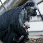 Baby boom at Blackpool Zoo