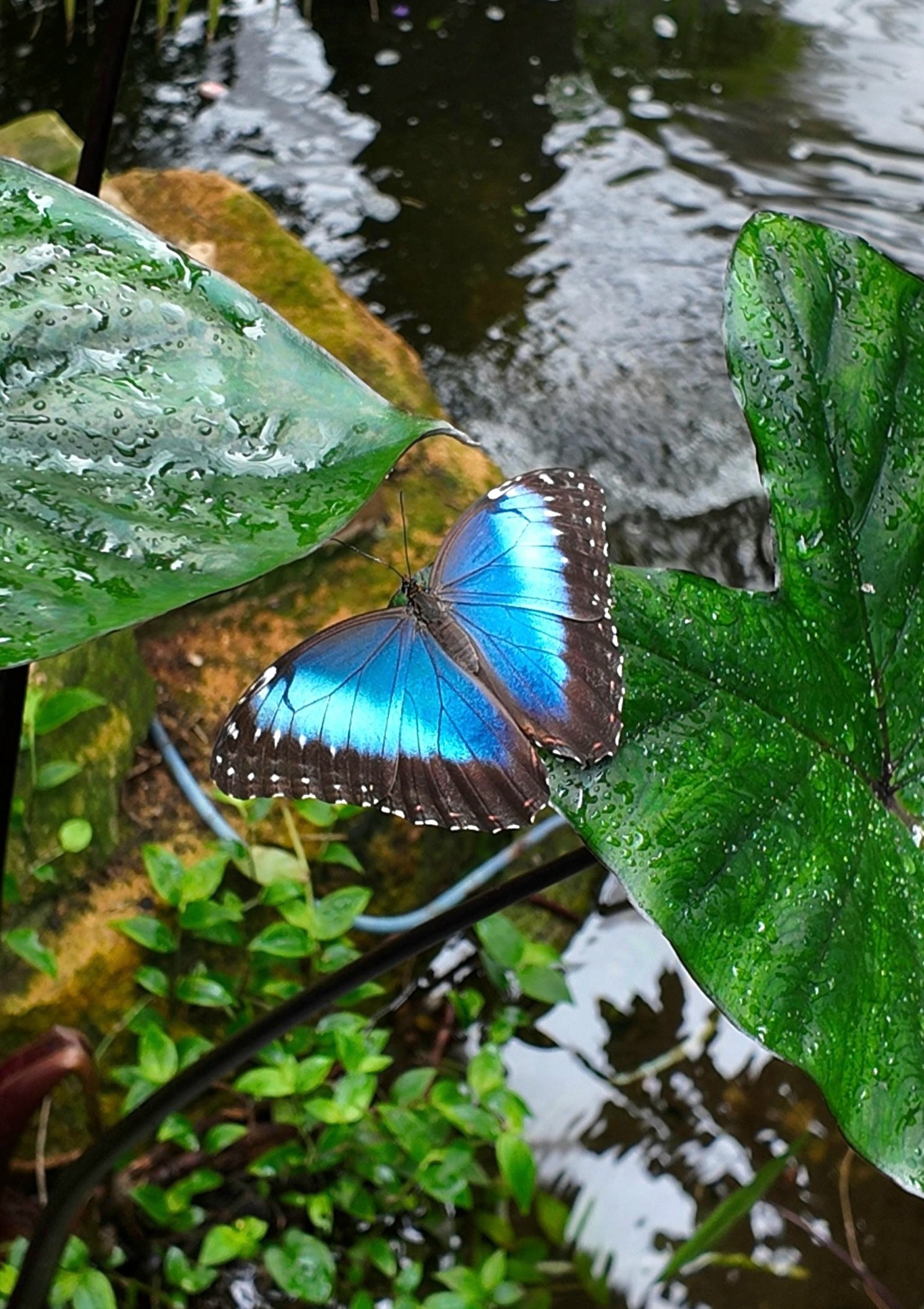 morpho peleides