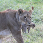 Quite a mouthful! Blackpool Zoo welcomes first lion cubs in more than a decade
