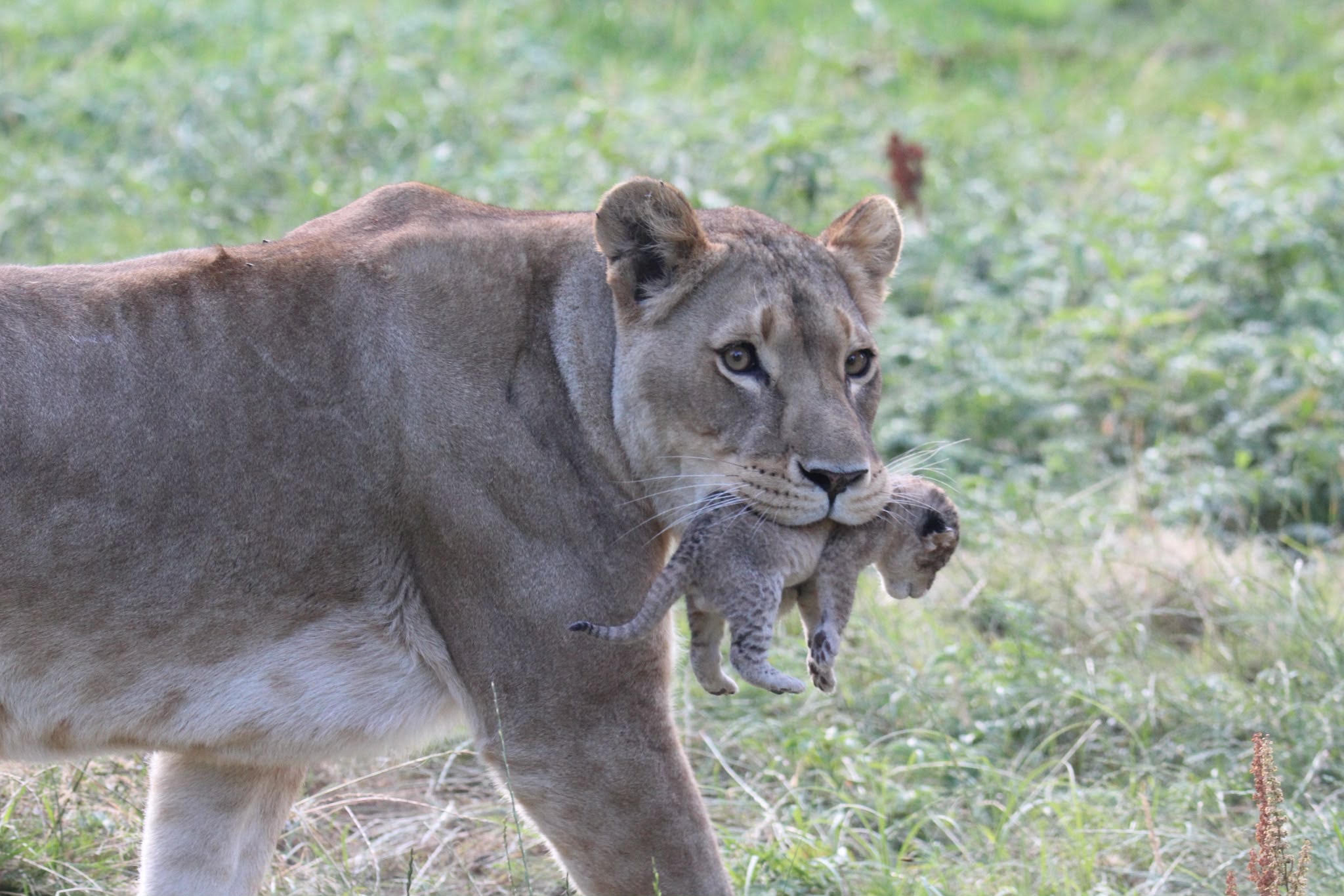 hira with one of the cubs at blackpool zoo